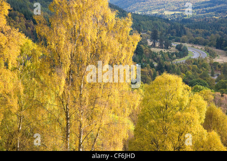 Pitlochry, Perth and Kinross, Scozia. Vista sulla foresta di argento di betulle al Glen Garry e l'A9 trunk road, l'autunno. Foto Stock