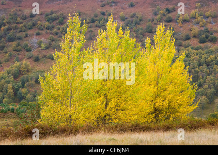 Glen Lyon, Perth and Kinross, Scozia. Argento di betulle (Betula pendula) su una collina, l'autunno. Foto Stock