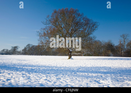 Dormansland, Surrey, Inghilterra. Albero di quercia (Quercus robur) nella coperta di neve campo. Foto Stock