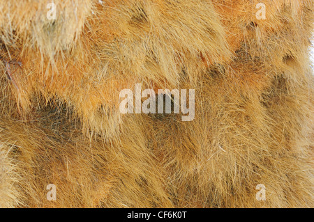 Nidi di socievole weaver bird (Philetairus socius). Namibia Foto Stock