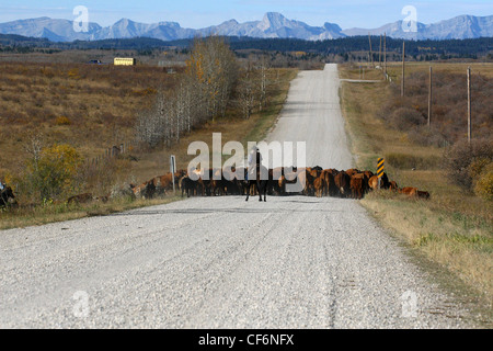 Il Cattle Drive in Alberta Canada vicino alle Montagne Rocciose Foto Stock