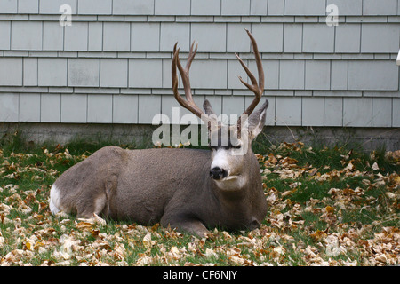 Mule Deer, odocoileus hemionus appoggiato accanto ad una dimora residenziale Foto Stock