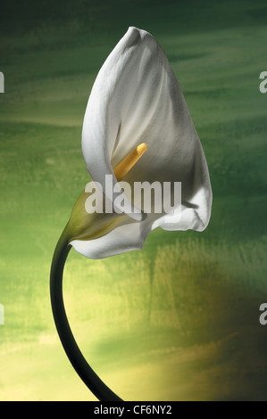 Zantedeschia aethiopica , i nomi comuni, Calla Lily, Arum lily, Varkoor, un Afrikaans significato Nome del maiale orecchio. Studio di colore foto Foto Stock