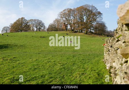 Pecore in un campo a Loughrigg Tarn, Lake District, Cumbria, Regno Unito Foto Stock