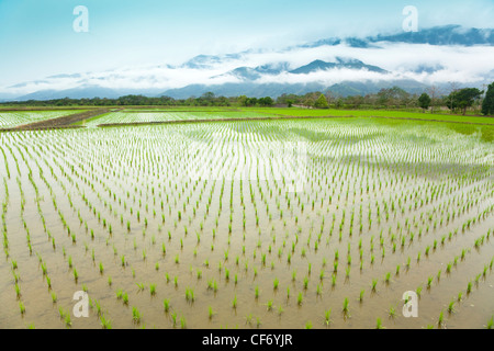 Verde campo di riso in Asia al tempo della molla Foto Stock