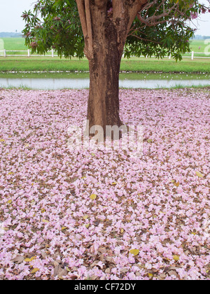 Rosa struttura a campana in fiore nel giorno di san valentino come il Dolce Sogno Foto Stock