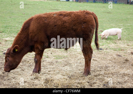 Red poll giovenco pascolare in un campo con un british Lop pig Foto Stock