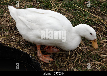 Anatra di Aylesbury Foto Stock