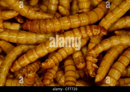 Mealworms / Tenebrio molitor) liofilizzato per il consumo umano. Aprire una lattata di metafora worm. Anche per l'alimentazione degli uccelli. Foto Stock