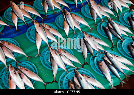 Pesce su display Jagalchi nel mercato del pesce di Busan, Corea del Sud Foto Stock