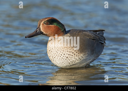 Teal - in piedi in acqua Anas crecca Norfolk, Regno Unito BI021225 Foto Stock