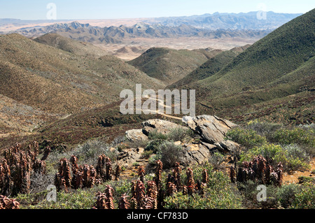 Arida valle al Helskloof Pass, Richtersveld National Park, Namaqualand, Sud Africa Foto Stock
