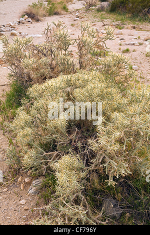 Pencil Cholla (Cylindropuntia ramosissima) nel deserto, Joshua Tree National Park, California. Molla. Stati Uniti d'America Foto Stock