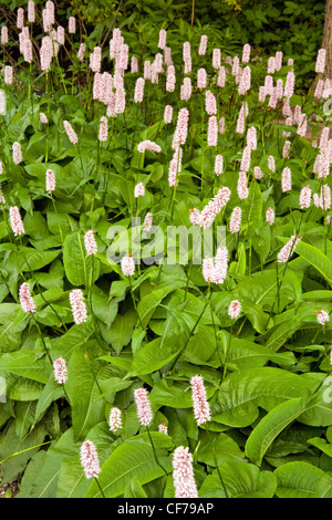 Bistort rosso (Polygonum bistorta) crescendo a Denver Botanic Garden, Denver, Colorado. Stati Uniti d'America Foto Stock