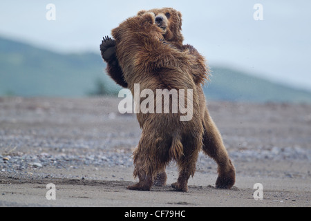 Alaskan orso bruno combattimenti Foto Stock