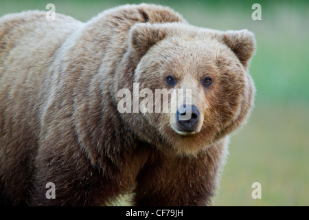 Alaskan orso bruno femmina adulta Foto Stock