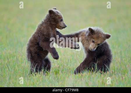 Alaskan orso bruno cubs giocando Foto Stock