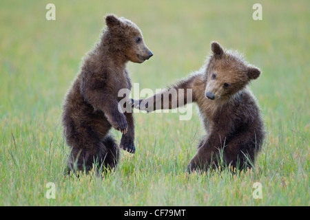 Alaskan orso bruno cubs giocando Foto Stock