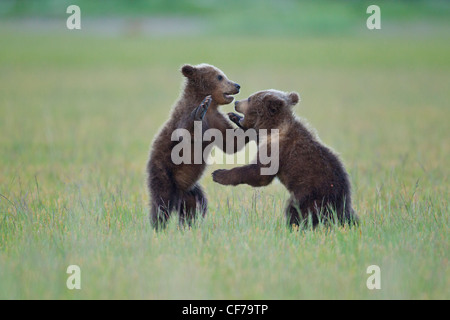 Alaskan orso bruno cubs giocando Foto Stock
