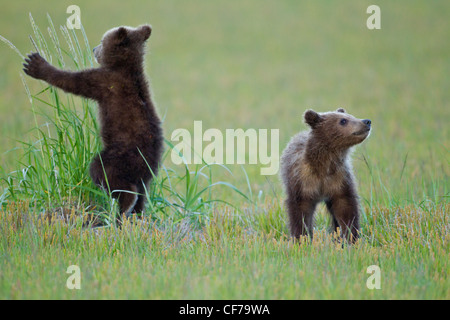 Alaskan orso bruno cubs giocando Foto Stock