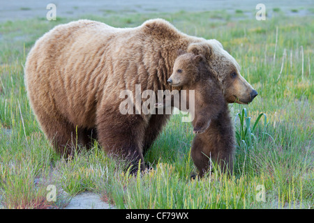 Alaskan orso bruno seminare con cub durante l'estate Foto Stock