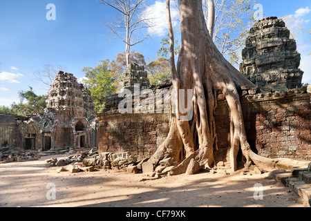 Banyan alberi sulle rovine di Ta Prohm tempio, Cambogia Foto Stock