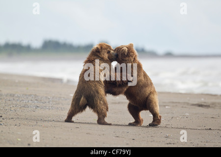 Alaskan orso bruno in combattimenti su una spiaggia del Lago Clark parco nazionale Foto Stock