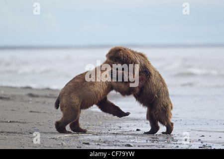 Alaskan orso bruno combattimenti sulla spiaggia in Il Parco Nazionale del Lago Clark Foto Stock