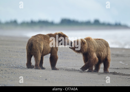 Alaskan orso bruno su Alaskan beaach Foto Stock
