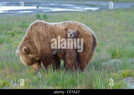 Alaskan orso bruno madre con cub in Il Parco Nazionale del Lago Clark Foto Stock