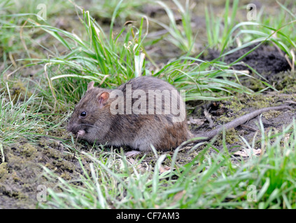 Un comune ratto marrone (Rattus norvegicus) mangia il cibo da sotto un uccello alimentatore. Foto Stock