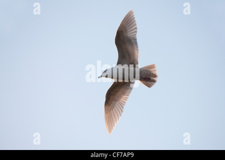 Islanda Gull glaucoides immaturo del primo inverno del piumaggio in volo Foto Stock