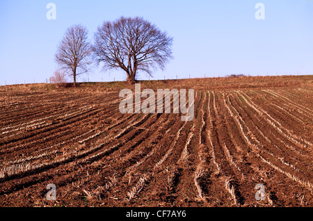 Vista sul campo arato con alberi all'orizzonte Foto Stock