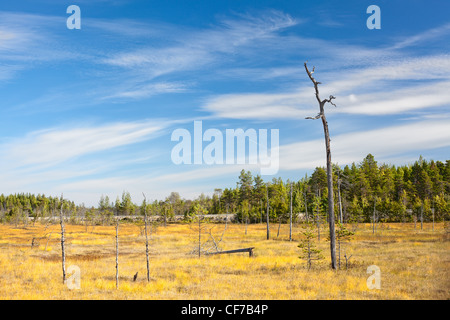 Una solitaria stelo secco di albero su Karelian marsh nella stagione estiva. La Carelia, Russia Foto Stock