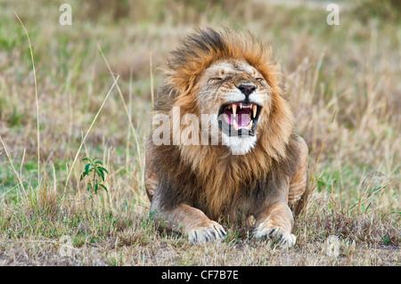 Maschio di leone africano, Panthera leo, sbadigli con la bocca aperta che mostra i denti e la lingua, il Masai Mara riserva nazionale, Kenya, Africa Foto Stock