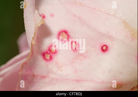 La muffa grigia Botrytis sintomi sul petalo di rosa Foto Stock
