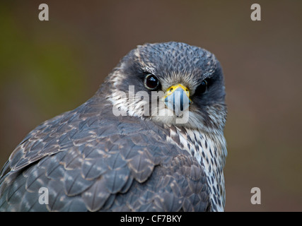 Falco pellegrino, veloci battenti avain hunter. SCO 8061 Foto Stock