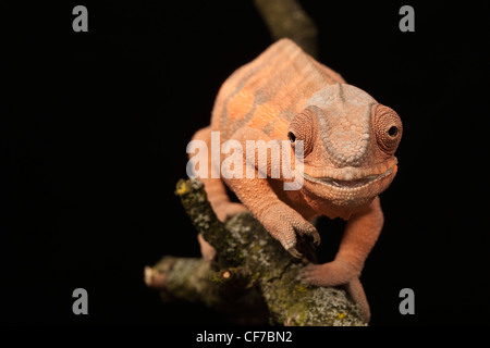 Captive femmina camaleonte Panther (Furcifer pardalis) con una ganascia deformata causata dalla carenza di calcio. Foto Stock