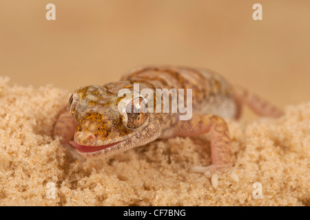 Arabian Sand Gecko Stenodactylus arabicus. Foto Stock