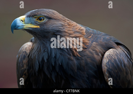 Aquila reale Aquila chrysaetos. SCO 8062 Foto Stock