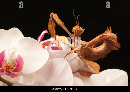 Fico d'india Stick insetto (Extatosoma tiaratum) sui fiori di orchidea Foto Stock