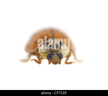Macro di un arancione multicolore di asian lady beetle isolato su bianco Foto Stock