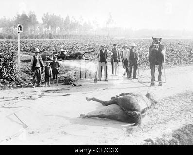 Cavalli morti in una strada dopo la battaglia di Haelen, combattuta dal tedesco e belga di eserciti su agosto 12, 1914 vicino a Haelen, Belgio Foto Stock