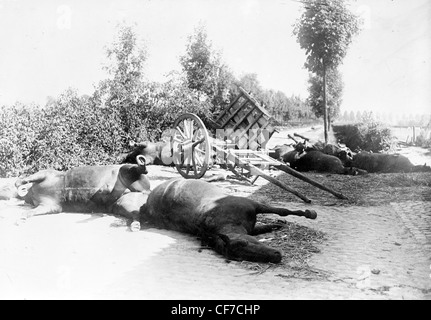 Cavalli morti in una strada dopo la battaglia di Haelen, combattuta dal tedesco e belga di eserciti su agosto 12, 1914 vicino a Haelen, Belgio Foto Stock