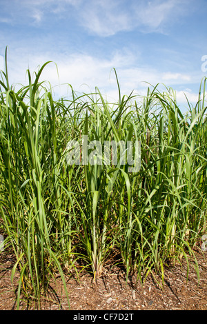 La canna da zucchero vengono coltivati vegetali in agricoltura per i biocarburanti, gasolio ed etanolo Foto Stock