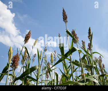 Close up di semi di sorgo piani sull'azienda agricola coltivata per i biocarburanti ed etanolo Foto Stock