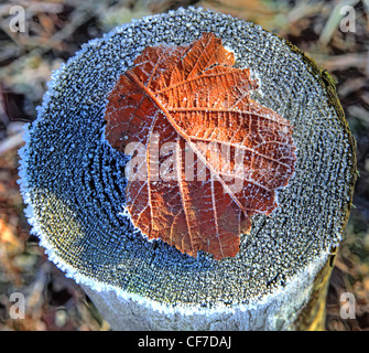 Smerigliati Autumn Leaf su un moncone in alcuni rari sole invernale, Marbury country park, Northwich, Cheshire England Regno Unito Foto Stock