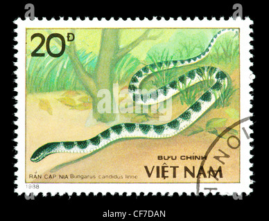 Francobollo dal Vietnam raffigurante una: la malese o krait krait blu (Bungarus candidus) Foto Stock