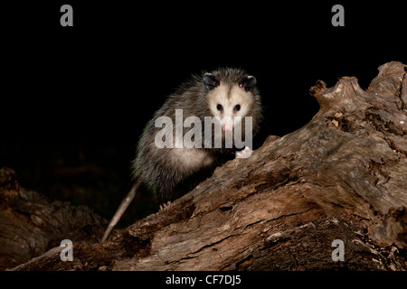 Virginia opossum di notte in Texas Foto Stock