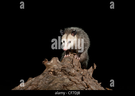 Virginia opossum di notte in Texas Foto Stock